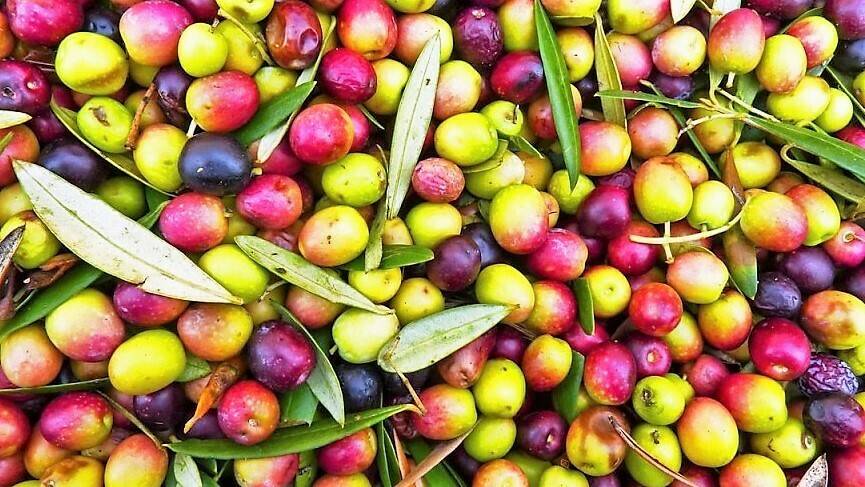 aceitunas-negras-y-verdes|aguas residuales aceituna de mesa